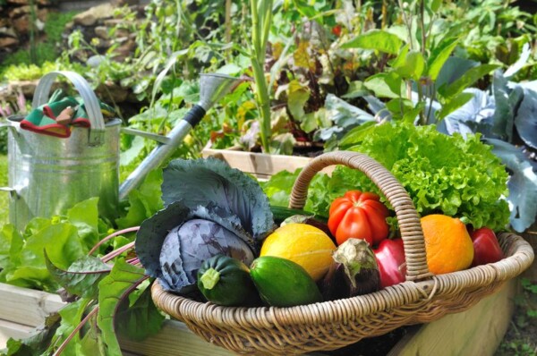 basket-fresh-vegetables.jpg.838x0_q80