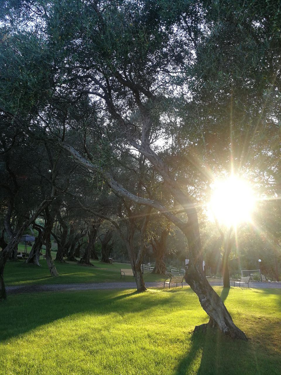 _olive grove_resized